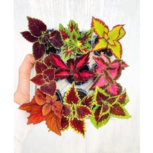 Mini Saksıda 9lu Mix Coleus Yaprak Güzeli Seti, BTSR433