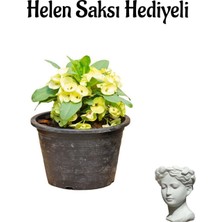 Nura Botanik Sarı Renk Milii Dikenler Tacı Çiçeği, Helen Mini Saksı Hediyeli