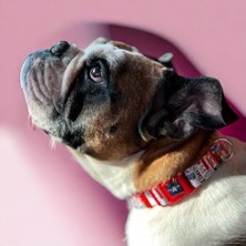 Prime Köpek Boyun Tasması – Geri Dönüştürülmüş, Ayarlanabilir, Emniyet Tokalı – Küçük ve Büyük Irklar Için – Tüy Toplamaz, Yıkanabilir, Airtag & Isimlik Uyumlu,travel,small (2 Paketi)