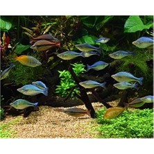 Prime Seachem Equilibrium 300 gr