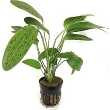 Echinodorus Leopard Saksı Canlı Bitki
