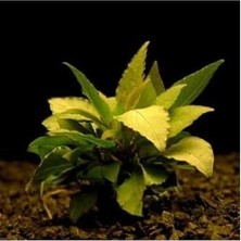 Hygrophila Corymbosa - Limon Saksı Canlı Bitki TR-413155