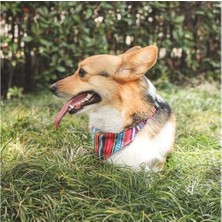 Prime Urban Style Jazz Strıpes Bandana Collar (S)