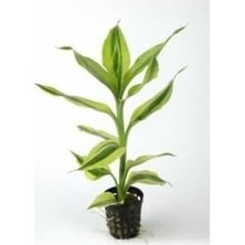 Prime Dracaena Sanderiana Saksı Canlı Bitki