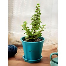 Bitkim Sende Yeşim Para Çiçeği Saksılı, 15-30 Cm, Portulacaria Afra, Ofis ve Ev Için
