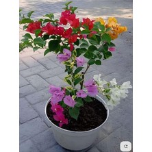 MSP Decor & Plant Rengarenk 4 Adet Begonvil Seti, 40-60CM, Saksılı, Sarmaşık/bodur Çiçekli Bahçe Salon Çiçeği