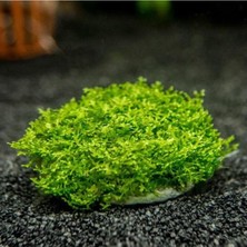 Prime Mini Pellia Yeni Sarım Canlı Bitki 5x5 cm