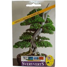 MSP Bonsai Çiçeği Tohumu