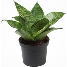 MSP Paşa Kılıcı Hava Temizleyici Sansevieria Zeylanica Mini Boy