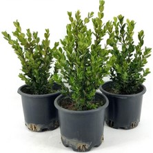 Serada Decor & Plant Dekoratif Şimşir Fidanı, 30-40 Cm, 3 Adet Saksılı, Buxus Sempervirens, Dış Mekan Bitkisi