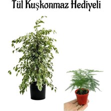 Nura Botanik Parlak Yapraklı Alacalı Benjamin Bitkisi, Anneler Gününe Özel Tül Kuşkonmaz Hediyeli