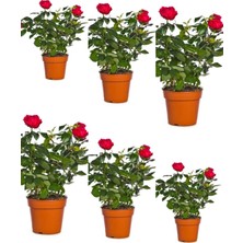 Serada Decor & Plant Yediveren Kırmızı Gül, 30-50 Cm, 6 Adet, Saksılı