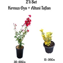 Bitkim Sende Kırmızı Oya Ağacı Fidanı + Altuni Taflan 2'li Set, Saksılı Bahçe Bitkisi