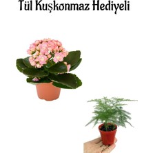 Nura Botanik Açık Pembe Kalanşo Çiçeği, Tül Kuşkonmaz Hediyeli, Çiçekli Bodur Bitki