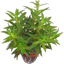Prime Limnophila Aromatica Saksı Canlı Bitki