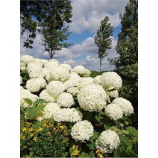Nura Botanik Bembeyaz Ortanca Çiçeği Fidanı, 35-60 Cm, Saksılı, Hydrangea