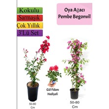 Bitkim Sende Kırmızı Oya Ağacı, Pembe Begonvil, 50-80 Cm, 3'lü Set