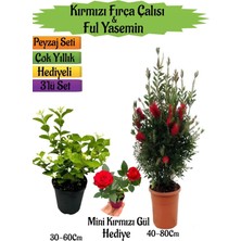Serada Decor & Plant Kırmızı Fırça Çalısı, Kokulu Ful Yasemin, Mini Gül Hediyeli Peyzaj Seti, Çok Renkli