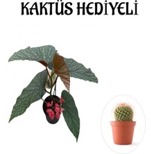 Nura Botanik Hediyelik Çiçekli Çilli Begonya Çiçeği, Kaktüs Hediyeli