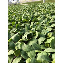 Gardenbox Vietnam Kabağı Tohumu, 3 Adet Kabak Tohumu, Süs Kabağı Tohum