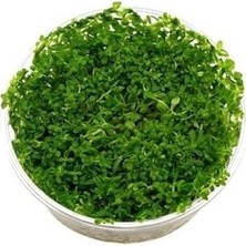 Karok Ticaret Rotala Indica Green In 200CC Canlı Bitki