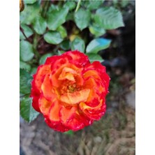 Serada Decor & Plant Turuncu Gül Fidanı, 50-80 Cm, Saksılı Aşılı Gül