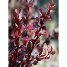 Gardenbox Berberis Çiti Çiçeği Fidanı, 40-60 Cm, Tüplü, Çiçekli Bodur Bitkiler