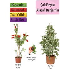 Gardenbox Beyaz Alacalı Benjamin Bitkisi, Fırça Çalısı, Buz Çiçeği, 3'lü Set, Çok Renkli