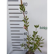 MSP Yaş Fırça Çalısı Bitkisi