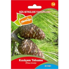 MSP Tohumu 1 Paket (100 Adet Tohum) Kızıl Çam Tohumu Çam Tohumları Süs Bitkisi Tohumu