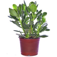 MSP Ovata Para Ağacı Yeşim, 10CM Saksıda, Büyük Boy