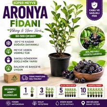 MSP Fidanı 4 Yaş 80-100 cm Boy