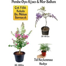 MSP Decor & Plant Pembe Oya Ağacı Fidanı, Mor Salkım Ağacı Fidanı, Tül Kuşkonmaz Çiçeği Hediyeli Bahçe Peyzaj Seti