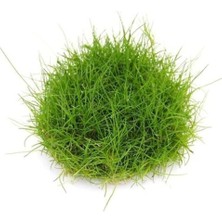 MSP Parvulus In Vitro 200CC- Canlı Bitki