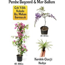 MSP Decor & Plant Pembe Begonvil Çiçeği, Mor Salkım Ağacı Fidanı, Kurdele Çiçeği Hediyeli Bahçe Peyzaj Seti