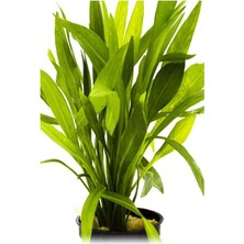 MSP Latifolius Xingu Saksı Canlı Bitki P063