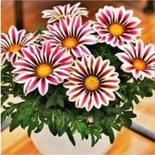 MSP Look Şeritli Gazanya Çiçek Tohumu 10 15 Adet TH-2022DSHNGLKTHM132