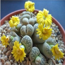 MSP Look Lithops Gesinae Sukulent Tohumu TH-DSHNGLOOKTHM047