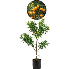MSP Sepetim 3 Yaş Aşılı Satsuma Mandalina Fidanı