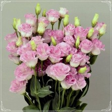 MSP Dünyam 5 Adet Papillon Pink Blush Lisianthus Tohumu