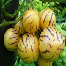 MSP Iri Meyveli Pepino Fidesi (4 Adet)