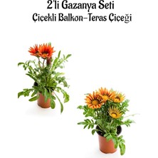 MSP Çiçeği, 2 Adet Saksılı, 10-20 Cm, Kırmızı-Turuncu-Sarı, Balkon-Teras Çiçeği