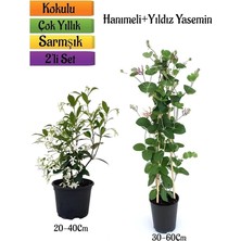 MSP Kokulu Yıldız Yasemin+Kokulu Hanımeli Çiçeği Fidanı 2'li Bahçe Peyzaj Seti