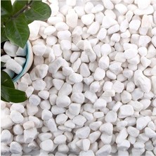 MSP Taş 5 kg 1 2 cm Beyaz Saksı Dibi Dekoratif Teraryum Taşı Bahçe 101 x 200