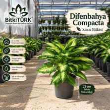 BitkiTÜRK Difenbahya Compacta Saksı Bitkisi 21 cm Saksı Yüksekliği Bol Köklü Sağlıklı Canlı Bitki