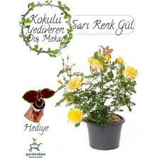 Canlı Sarı Gül Fidanı 1 Adet Saksıda Bahçe Çiçeği+ Yaprak Güzeli