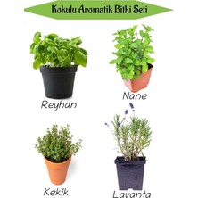 Kokulu Mutfak Seti Reyhan+Nane Fidanı+Kekik+Lavanta Fidesi 4 Adet, BTS010NA0821