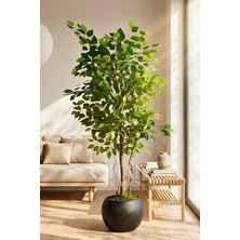 Yeşil Benjamin Ağacı 150 cm - Küre Saksılı