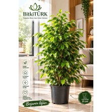 BitkiTÜRK Benjamin Ağacı Canlı Bitki Bol Dallı Dolgun Görünümlü 21 cm Saksılı