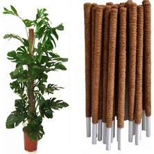 Bahçem Koko Sarmaşık Destek Çubuğu 90 cm %100 Doğal